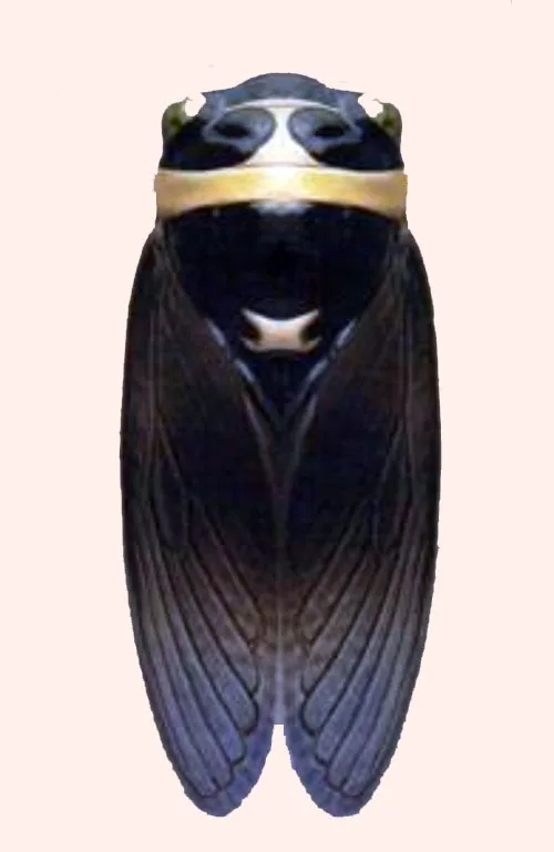Cicadas - from France - Authenticated Original Louis Sicard Cigale Design